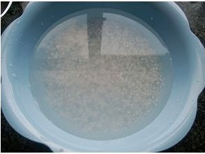 木瓜椰汁西米露