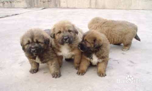 高加索犬怎么训练