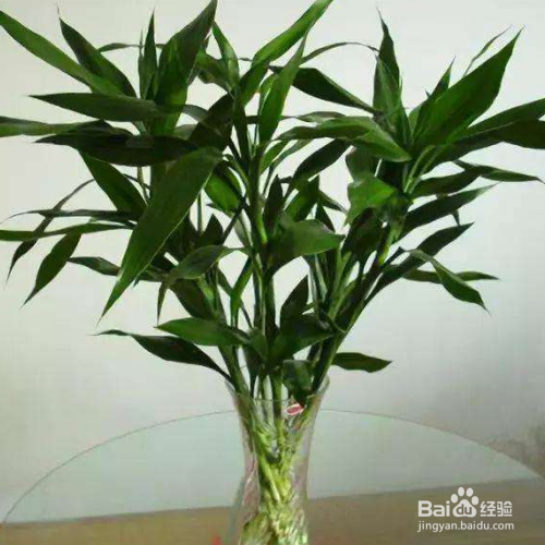 怎么水养富贵竹