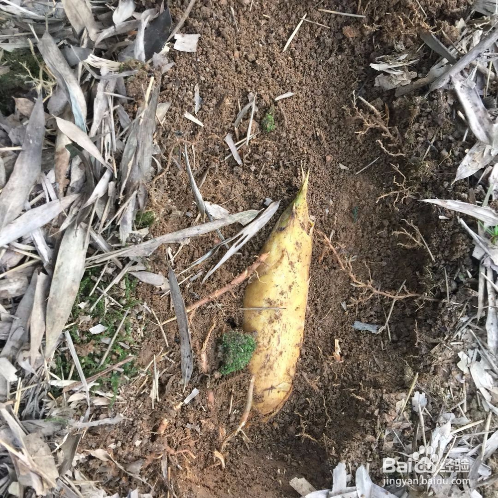 挖冬笋的要领
