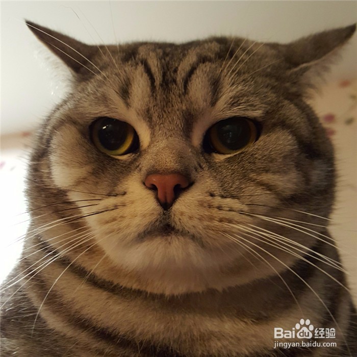 家中有幼儿的家庭如何养猫