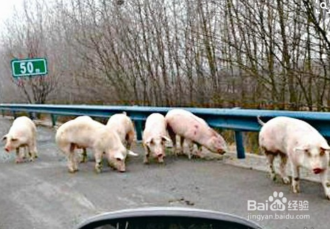 猪从猪圈里跑出该怎么办