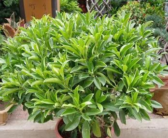 有哪些植物可以清除室内有害物质