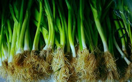 怎么样利用”天然抗生素“大蒜养生