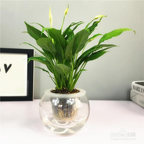 一帆风顺怎么水养
