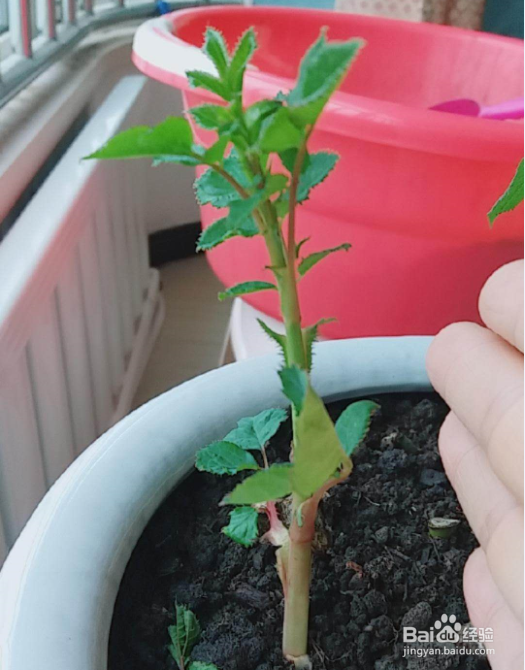 玫瑰花种植多久浇一次水教程