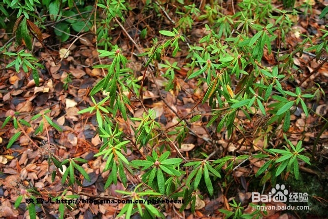 温哥华小学生郊游学什么