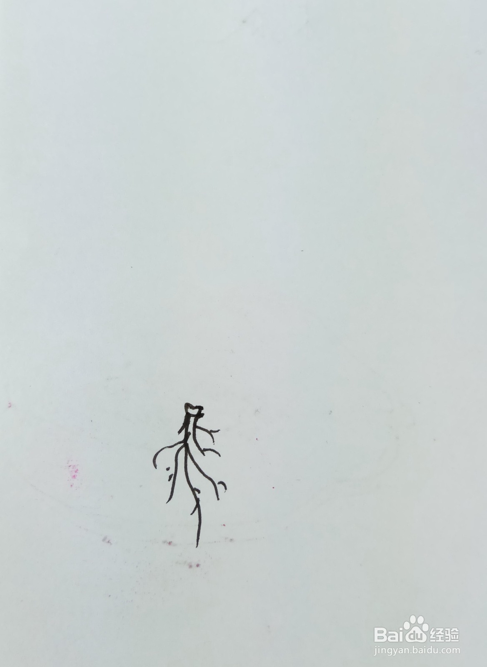 怎样画简笔画“车前草”？