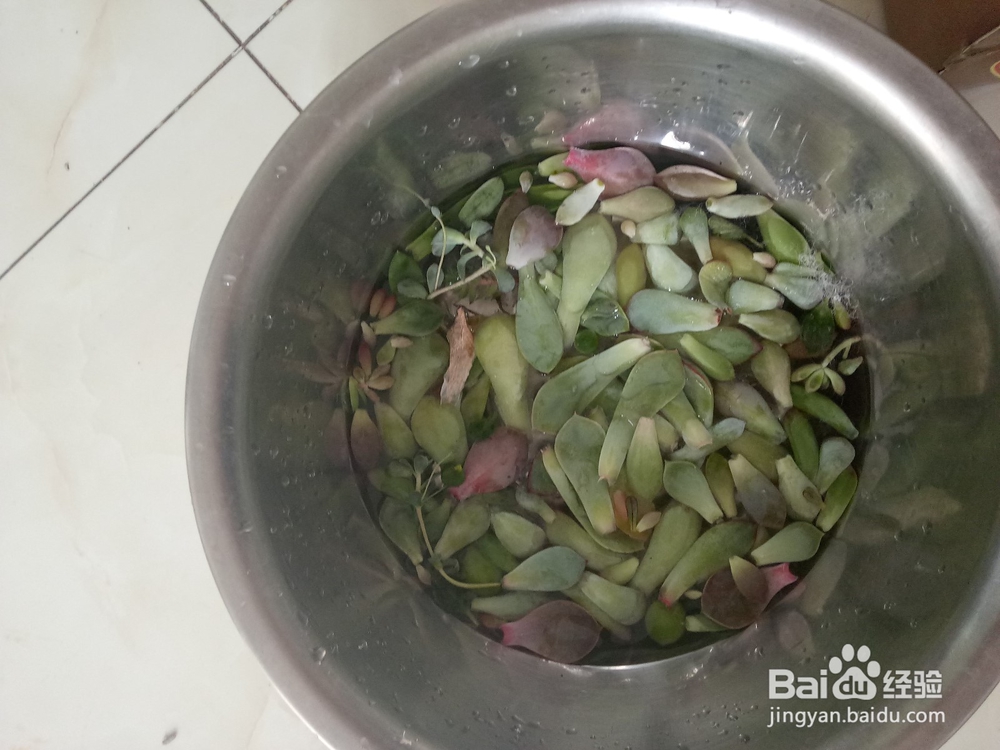 多肉植物怎么培养出根