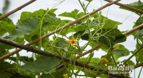 南瓜藤怎么修剪才结的多