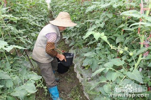 西红柿开花结果期怎么施肥和管理