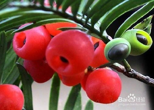 那些花卉对宠物有毒、怎么处理？(四)