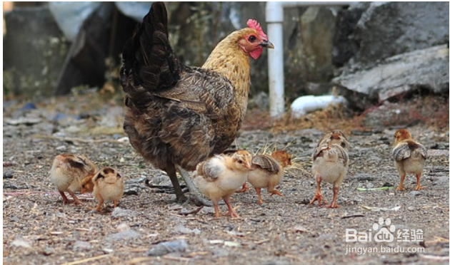小鸡快死的时候怎么急救