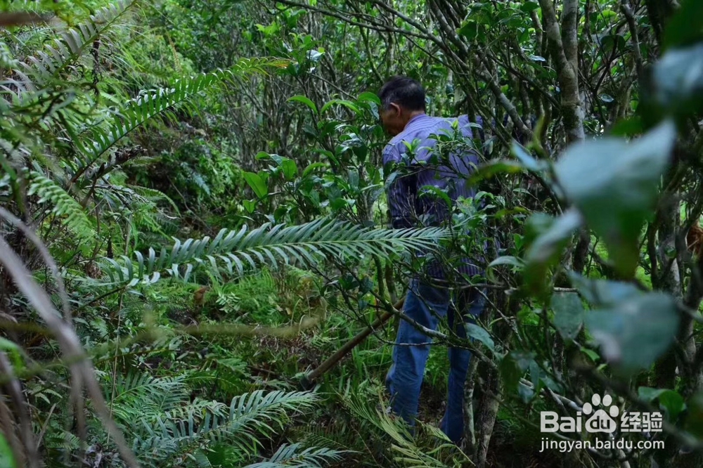 承宋单丛名贵古茶树如何人工护理