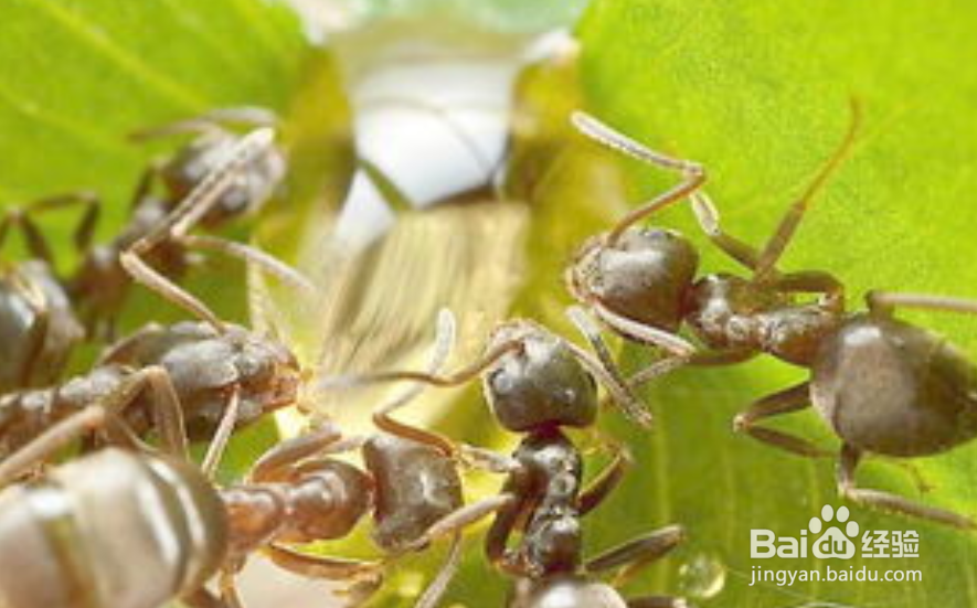 家里有红色的小蚂蚁怎么处理