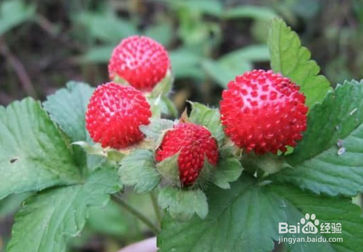 蛇莓有哪些药用价值和禁忌