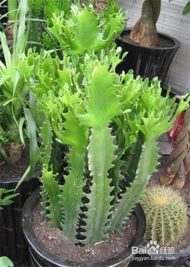 家里常养这些植物 身体会越来越棒