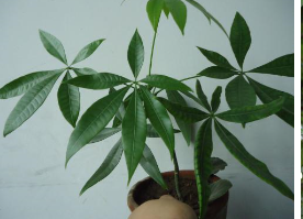 瓜栗的养殖方法和注意事项