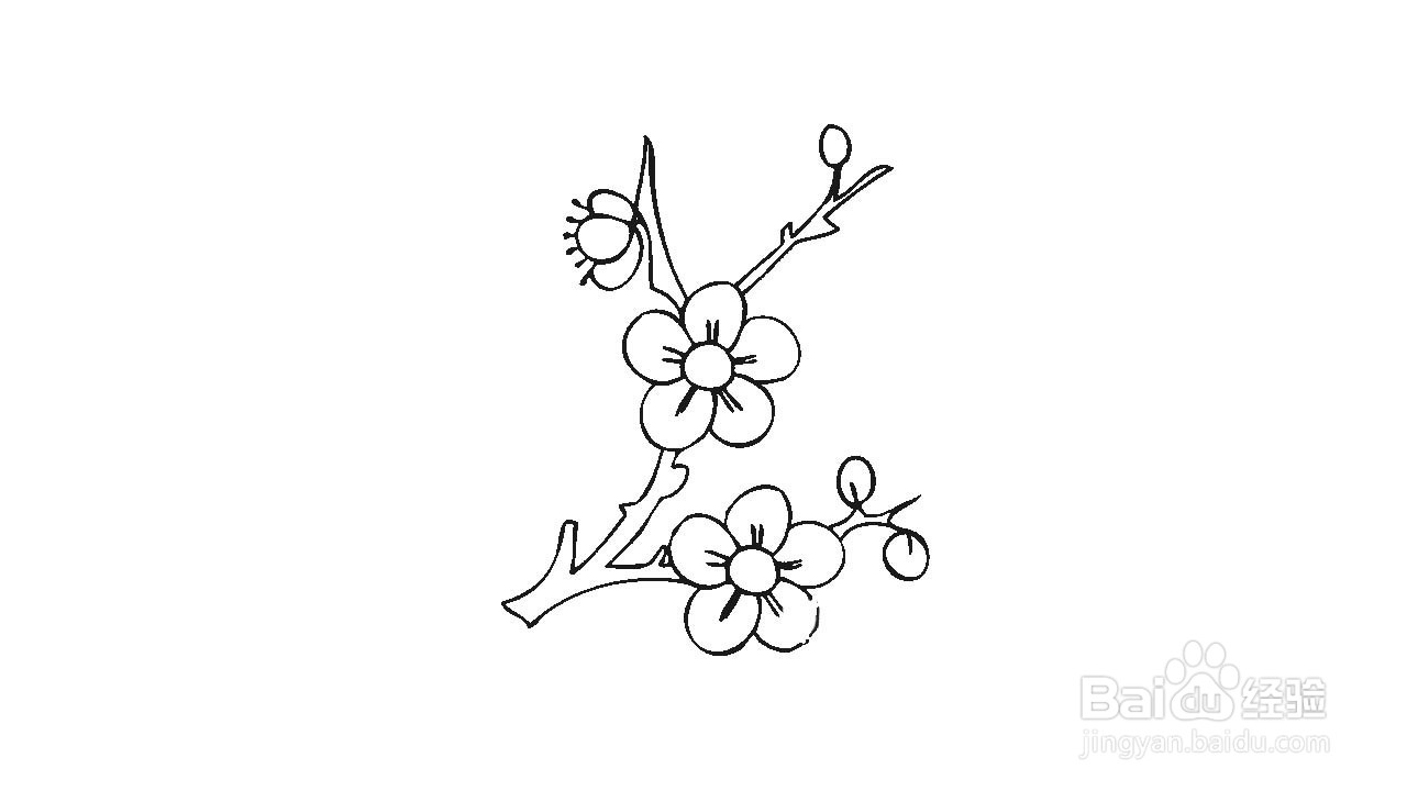 冬天腊梅简笔画