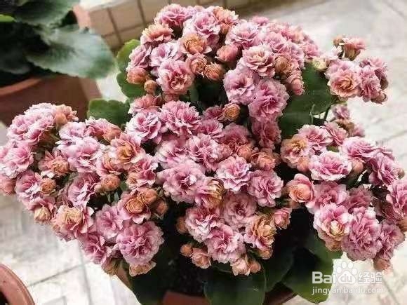 3种花太好养，沾土就活，特能长，养一次就上瘾