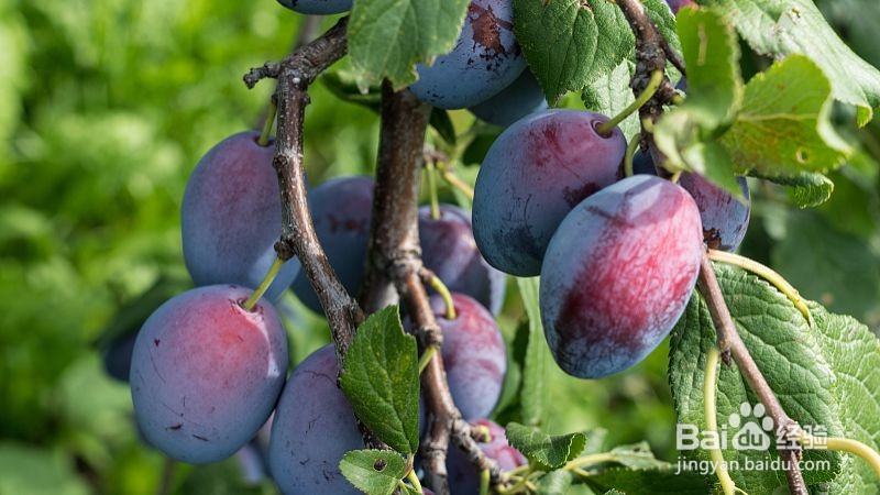 高血脂适合吃哪些水果？