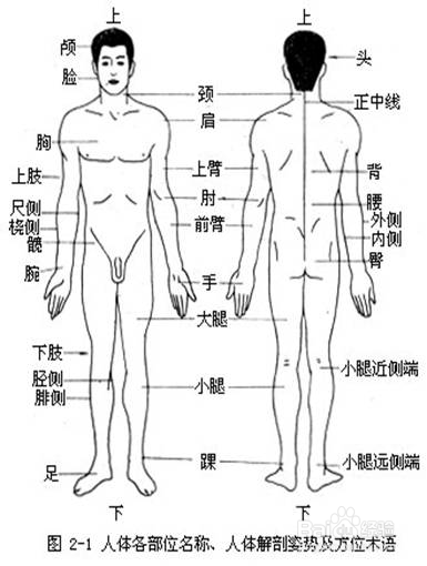 人身体部位详细图解 百度经验