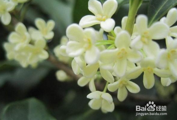 桂花发芽后芽尖变黑脱落怎么回事