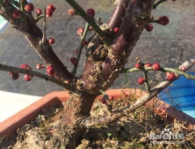 腊梅花苞掉落怎么解救