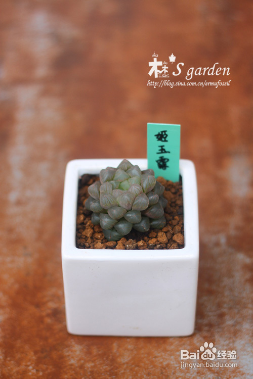 一批多肉植物身份证