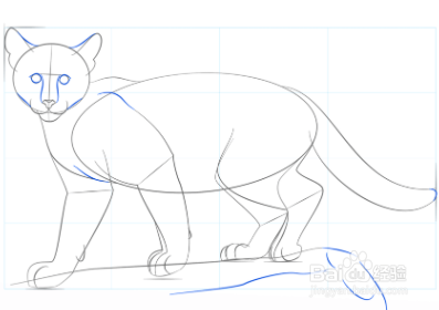 如何画美洲狮宝宝