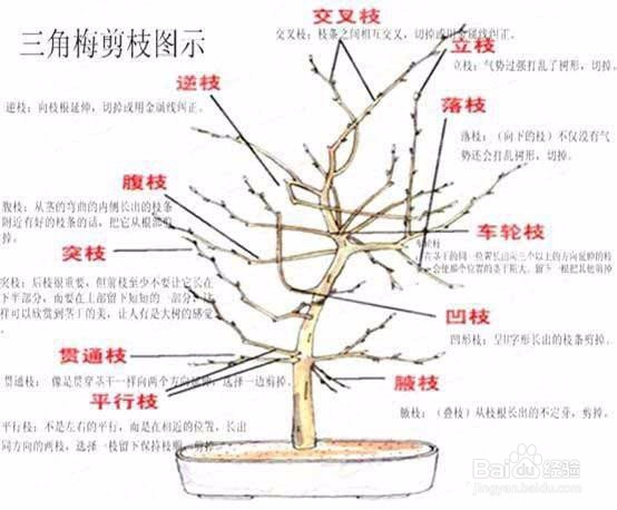 三角梅修剪方法图解
