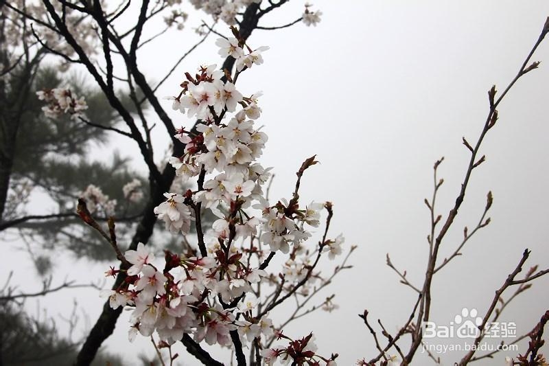 轻轻松松玩转九华山