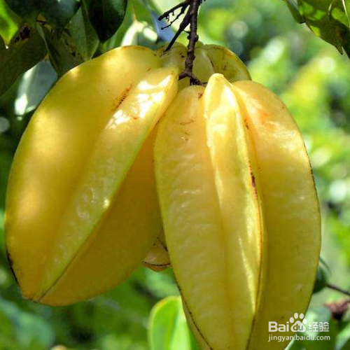 阳桃的培育方法和注意事项