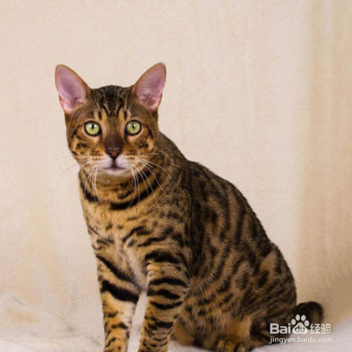 幼猫拉肚子怎么办？