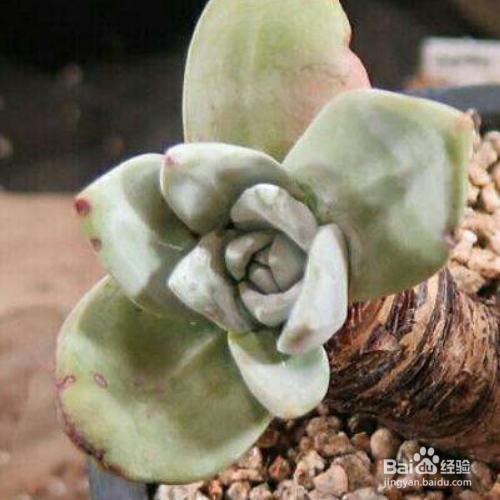 苹果叶的培育方法和注意事项