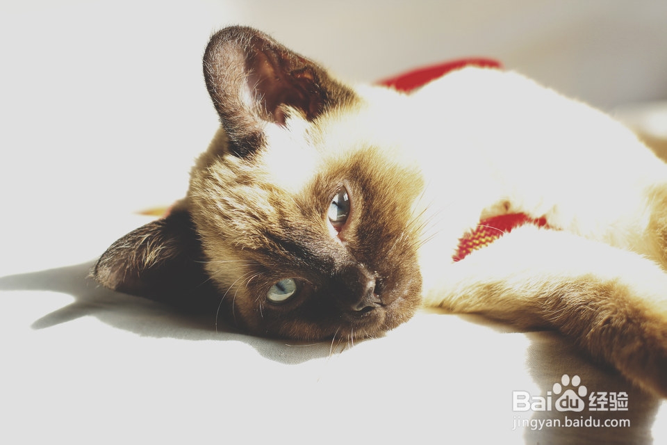 猫咪口臭的几个原因(详细说明)
