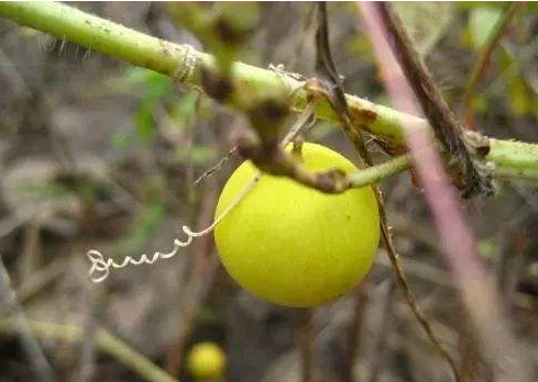 麻包蛋的食用方法