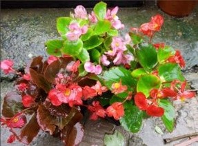 四季海棠花的养殖方法.