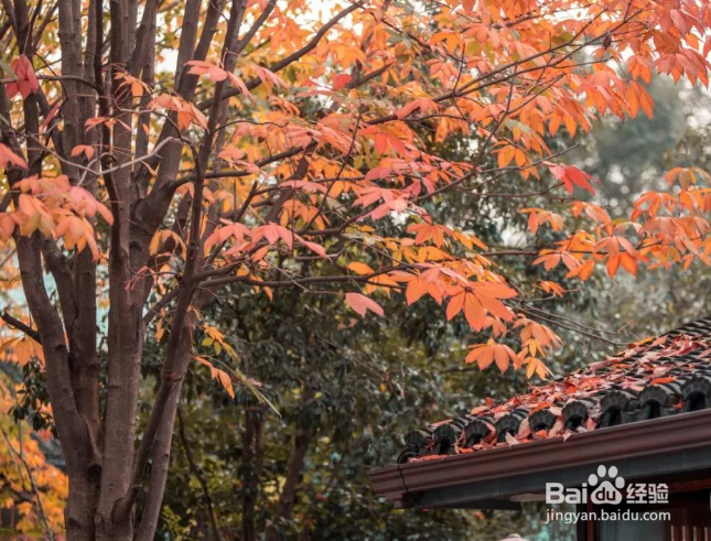 杭州哪里的枫叶最美