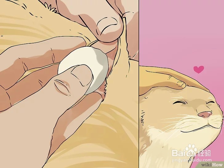 怎么清洁猫咪的耳朵