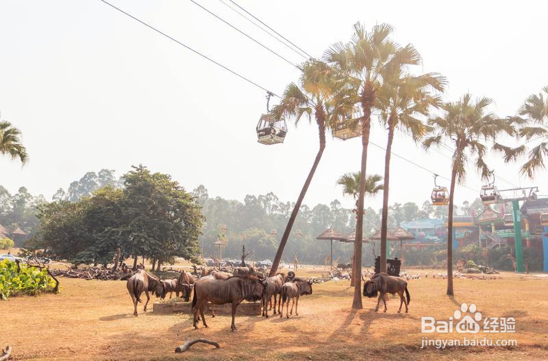 广州长隆野生动物世界攻略2