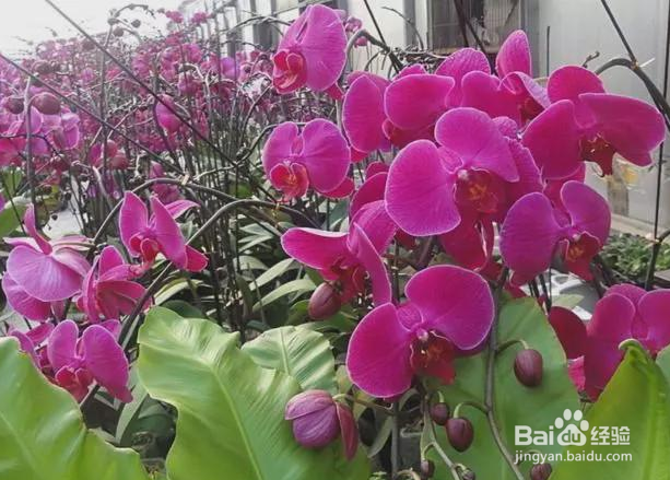 蝴蝶兰谢花以后怎么养