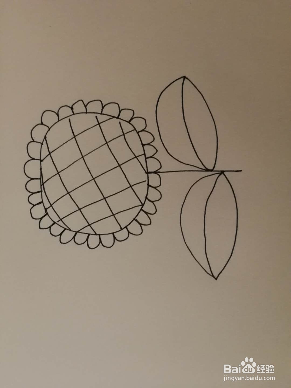 简笔画小向日葵