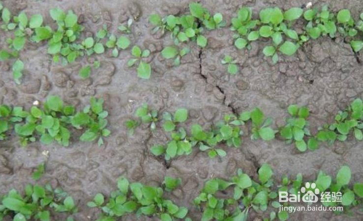 蒲公英种子的播种方法