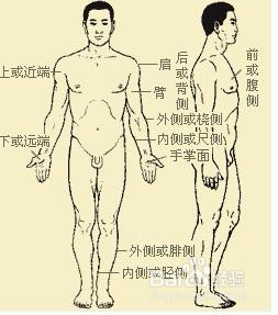 学习人体解剖学专业的技巧