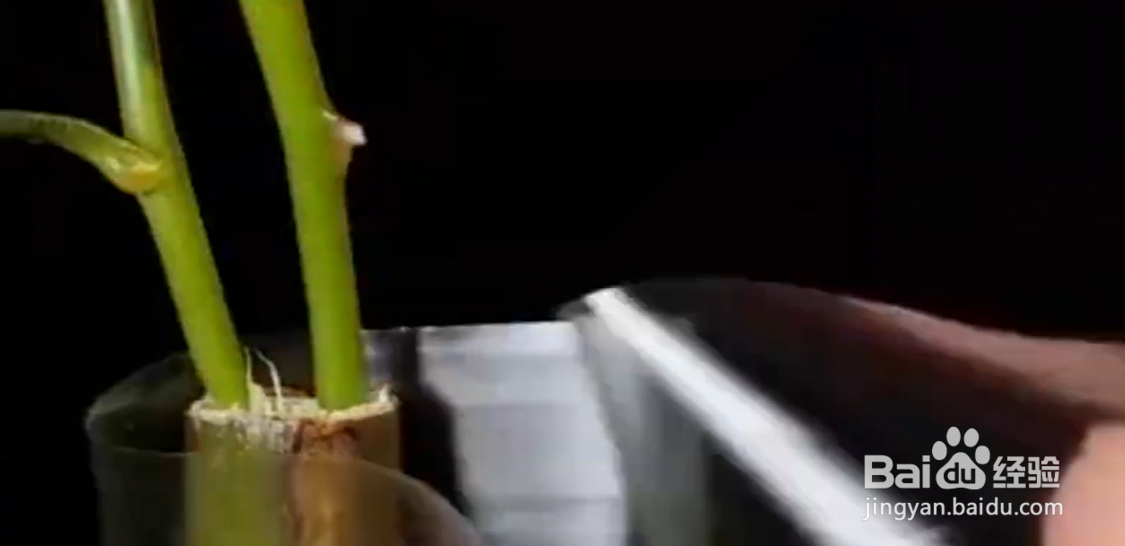 如何学会神奇实用的种植术