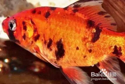 金鱼长黑斑怎么办 百度经验