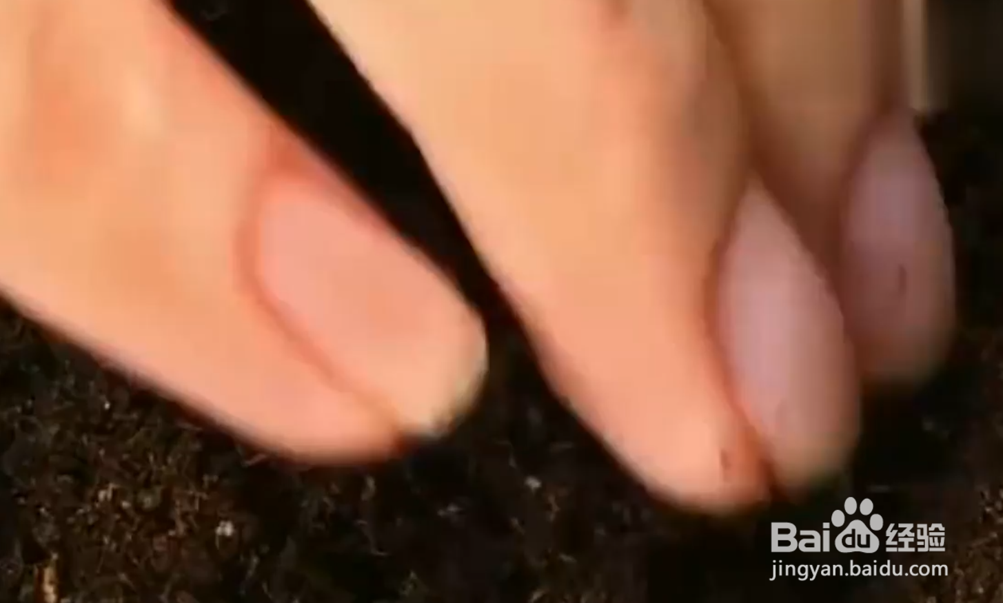 如何自己种植水果蔬菜