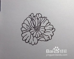 线描画：怎么画石榴花如何画石榴花（步骤）