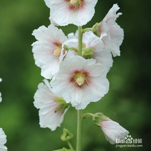 蜀葵花种子种植方法 百度经验